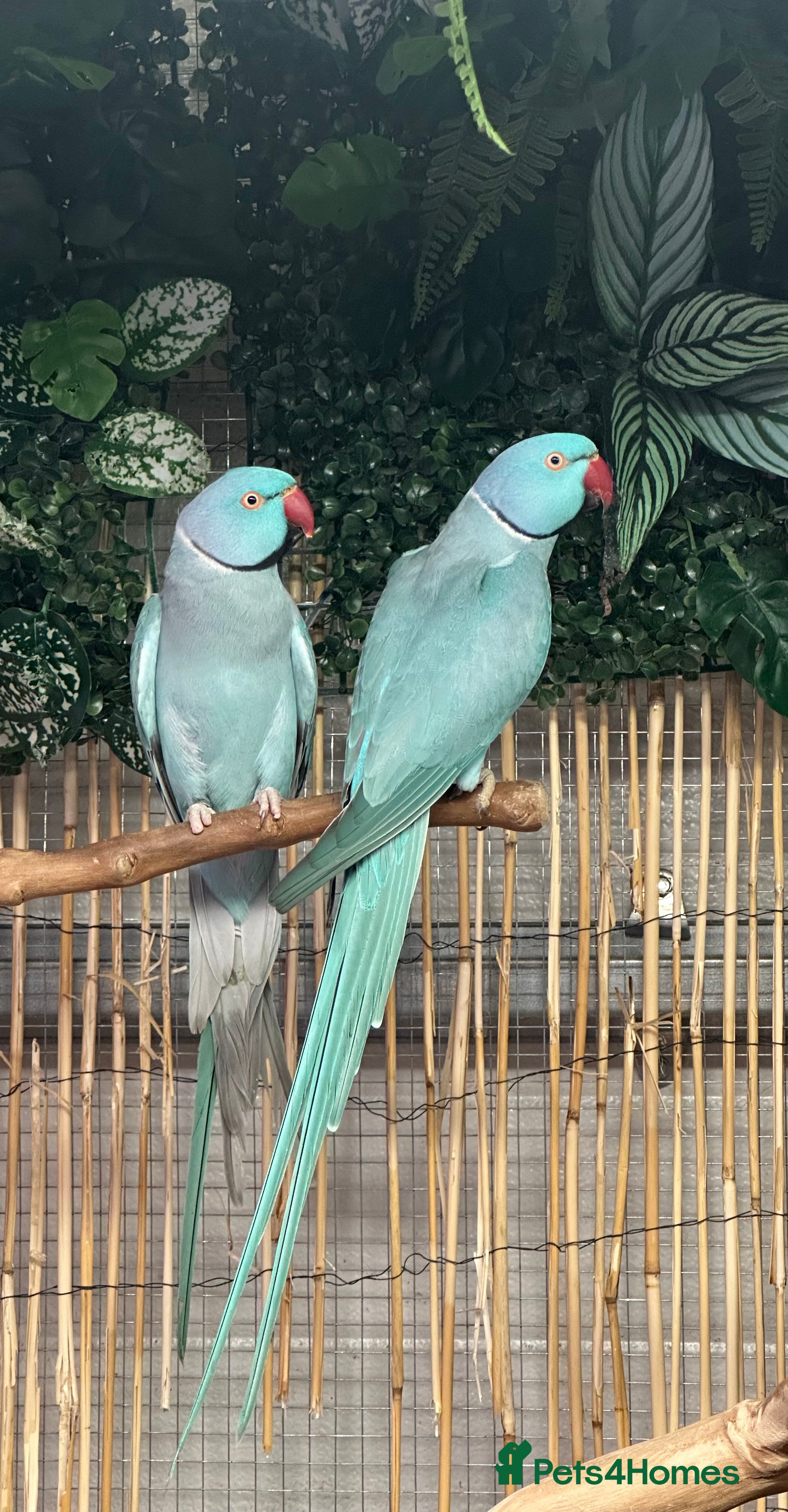 Ringnecks birds Blue aviary Ringnecks  - Advert 5