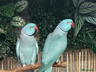 Ringnecks birds Blue aviary Ringnecks - Advert 1