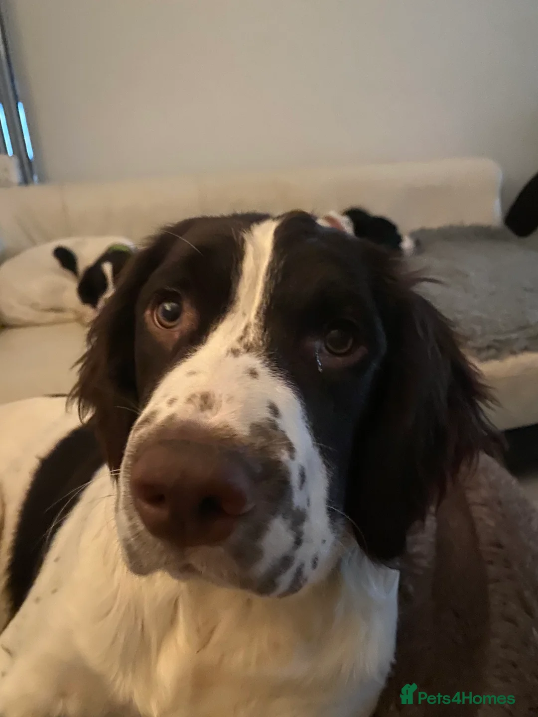 English Springer Spaniel dogs for sale: English Springer Spaniels Father & Son - Advert 10