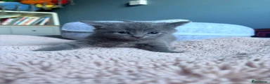 Mixed Breed Kitten 2