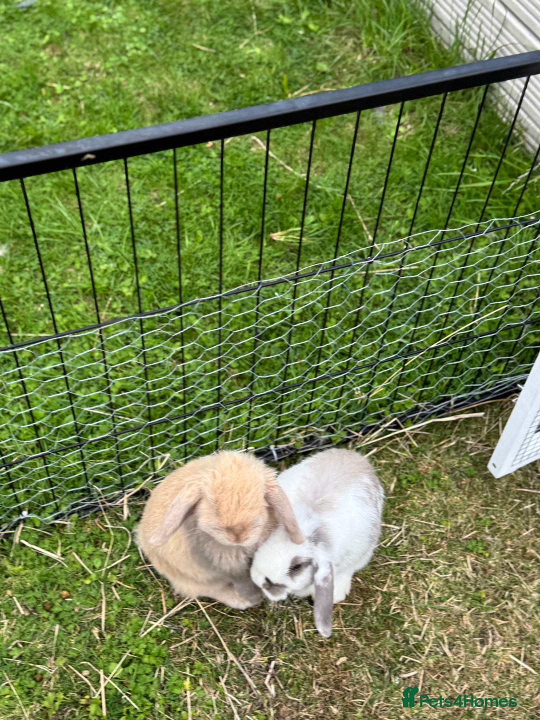 Mini Lop rabbits for sale: Mini lops for sale, 8 month old. - Advert 2