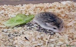 Hamster rodents for sale: A Roborovski dwarf hamster for sale in Birmingham - Image 3