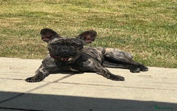 French Bulldog dogs for sale: French bulldog - Image 7
