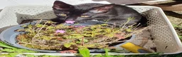 Mixed Breed cats for sale: Beautiful Siamese-cross kittens - Advert 5
