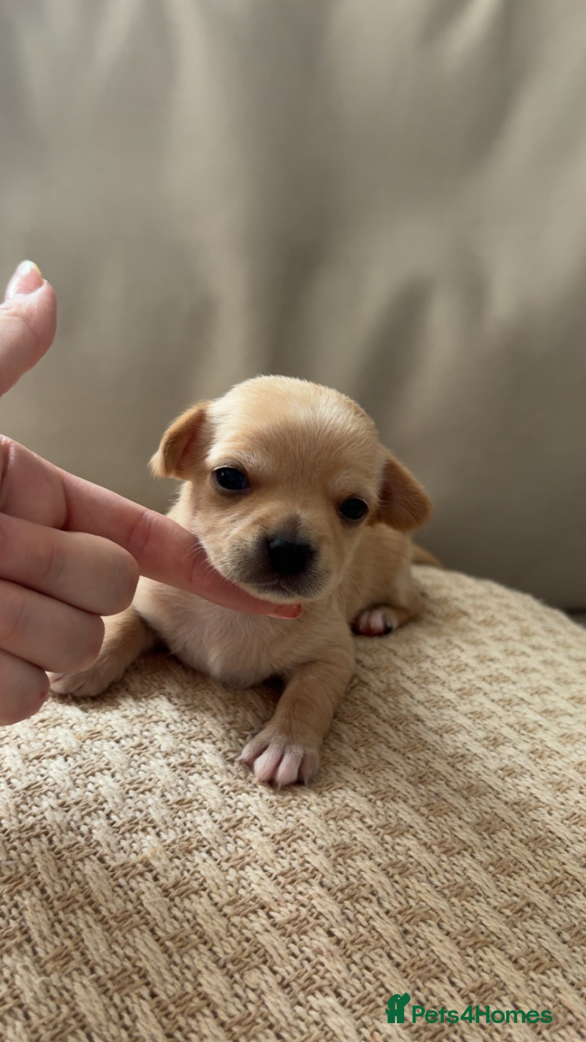 Chihuahua dogs Beautiful Chihuahua Puppies - Advert 9