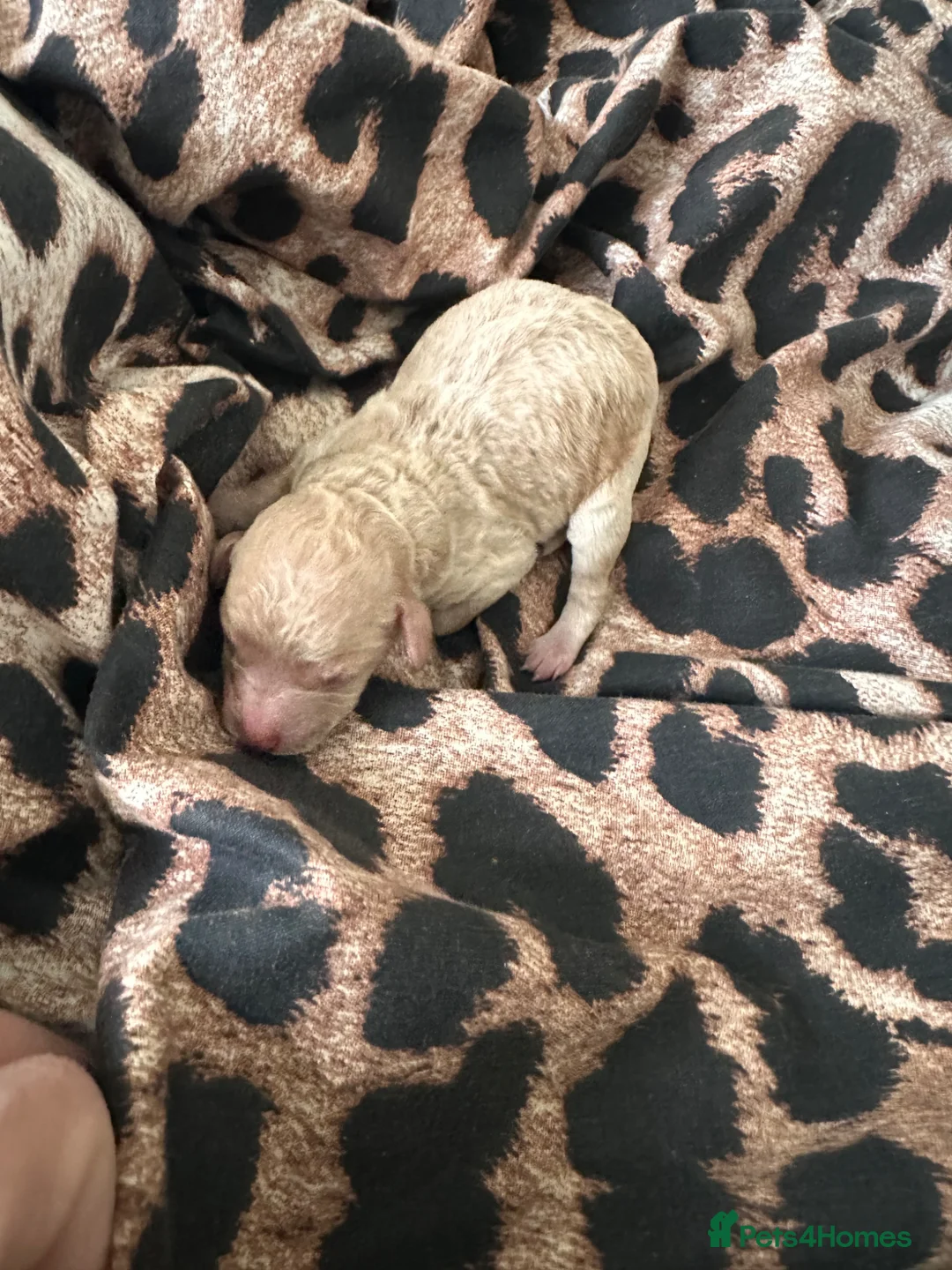 Toy Poodle dogs for sale: Toy poodle health tested parents  - Advert 4