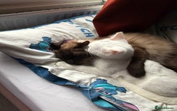 Mixed Breed cats for sale: Stunning white male - Image 3