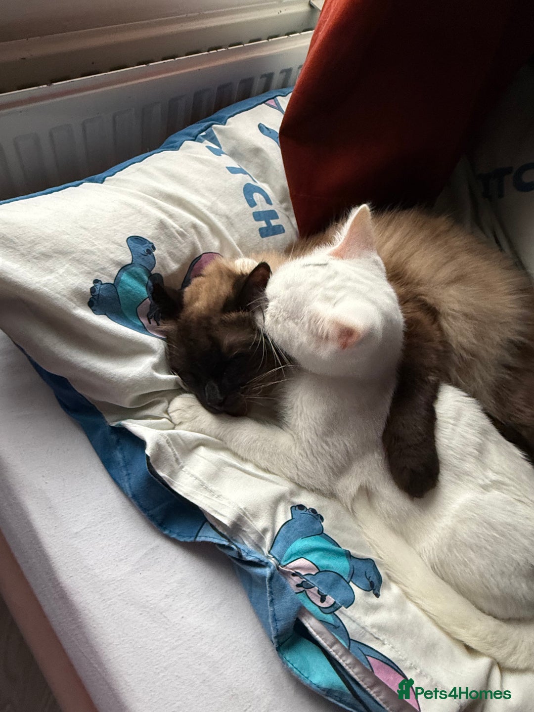 Mixed Breed cats for sale: Stunning white male - Image 3