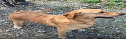 Goldador dogs for sale: Friendly happy healthy Goldador Girl - Advert 9