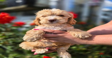 Cockapoo dogs - Advert 5