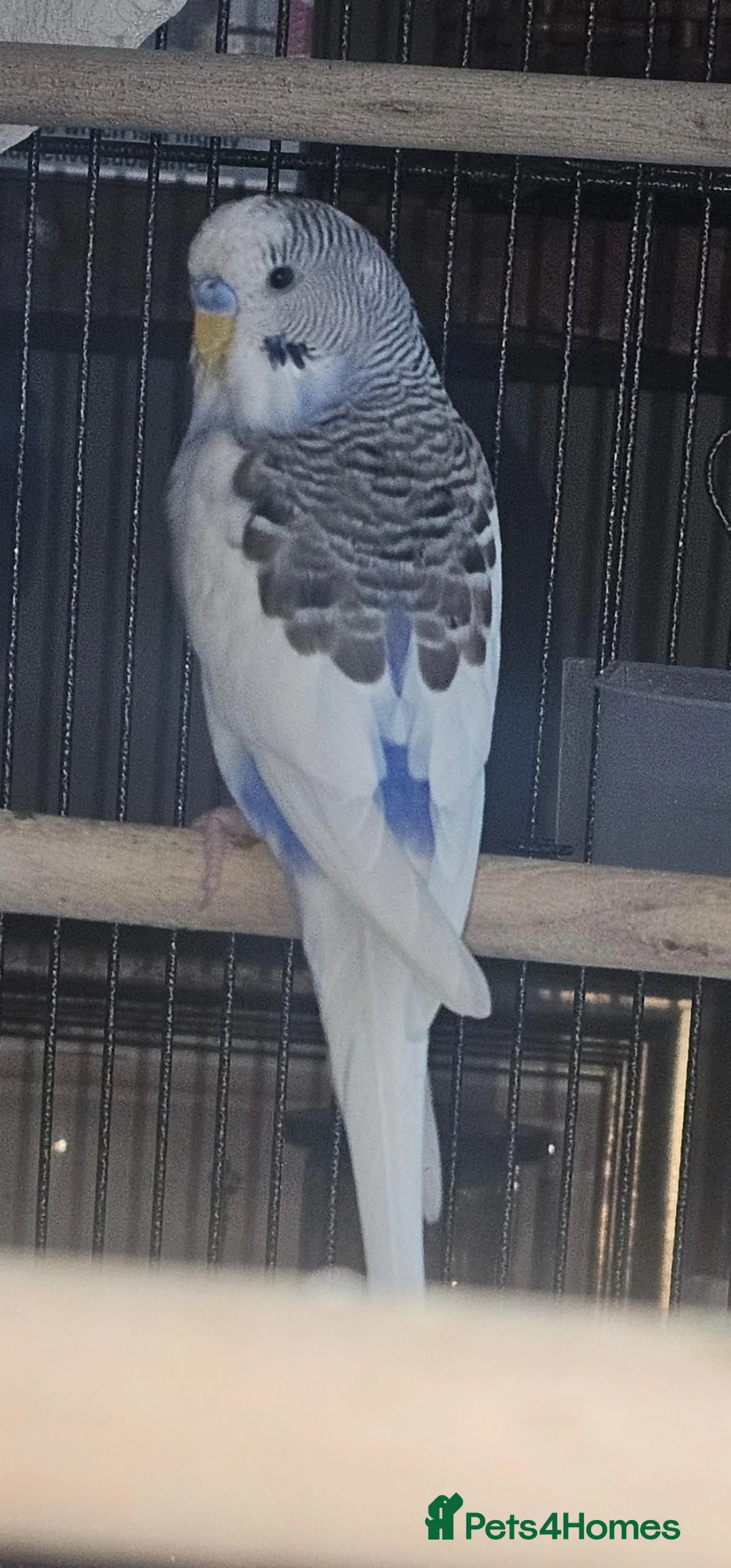 Budgerigars birds for sale: 2 male budgies, one 6 month old one 3 month old  in Stockport - Advert 2