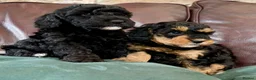 Cockapoo dogs for sale: Beautiful F1B cockapoo's - READY NOW - Advert 5