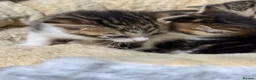 Mixed Breed cats for sale: Stunning bengal cross kittens - Advert 23