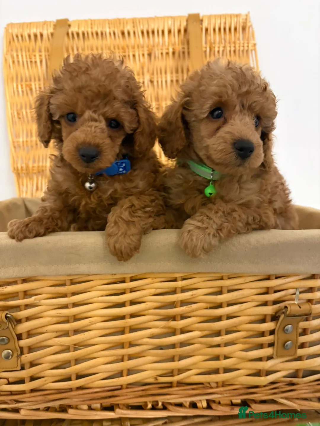 Toy Poodle dogs for sale: Fully Health tested Toy poodles Kc registered  in Gravesend - Advert 1