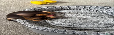 Dachshund 1