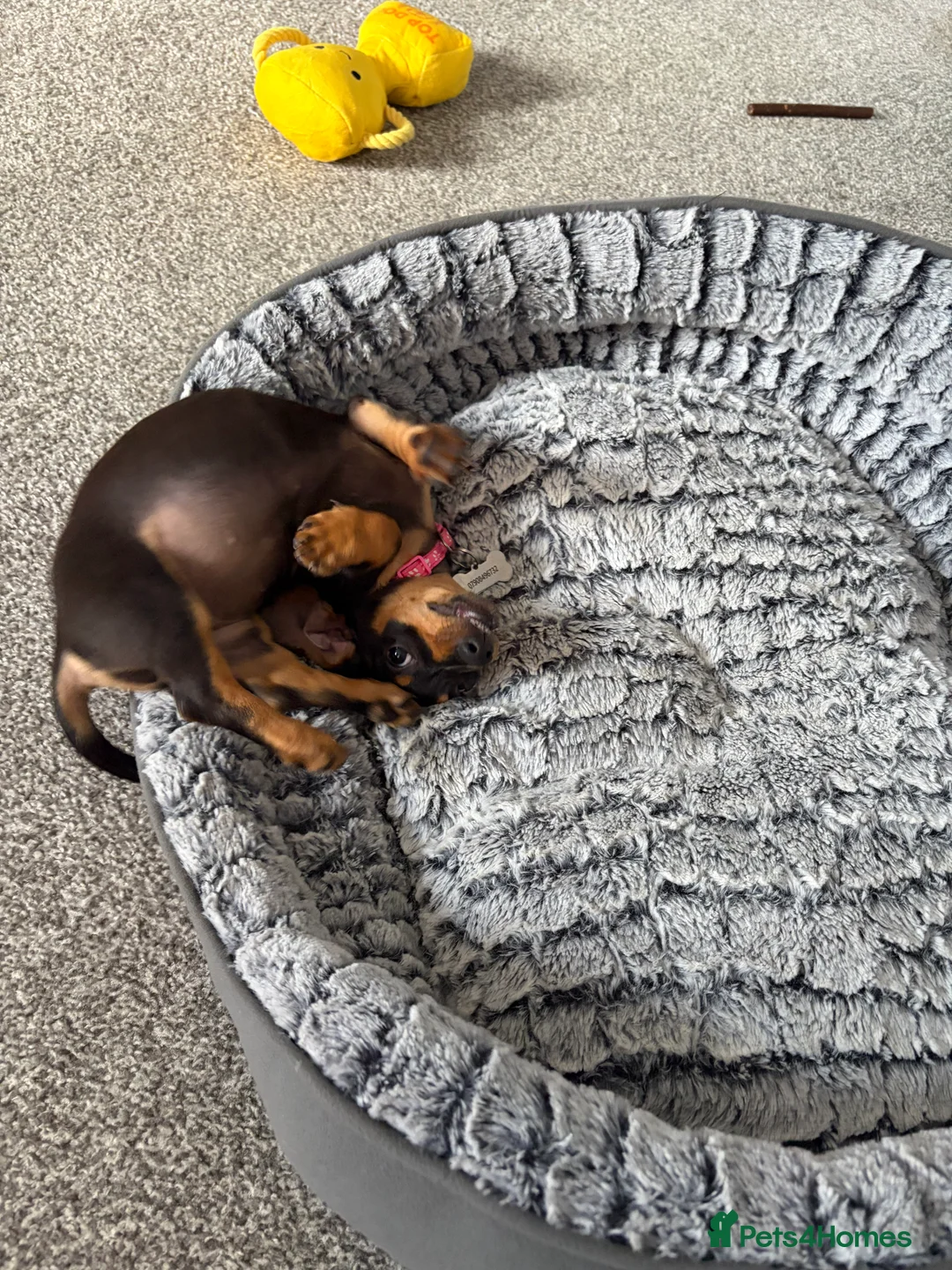 Dachshund dogs for sale: dachshund puppy  - Advert 2