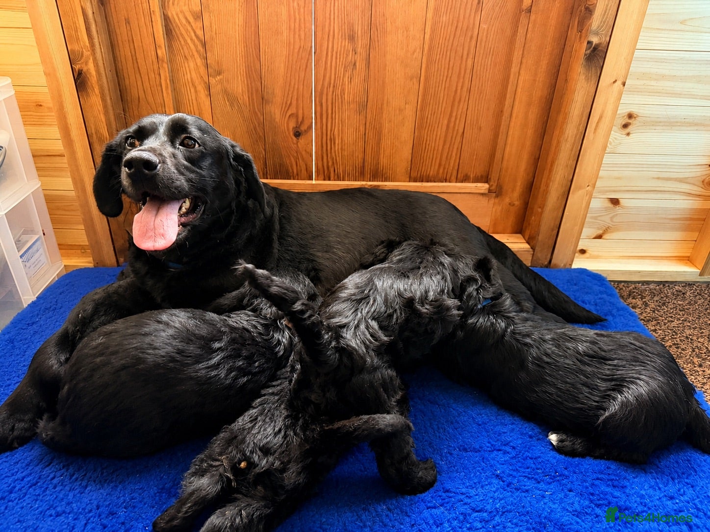 Labradoodle dogs Ready to leave. Beautiful puppies 😍😍 - Advert 1