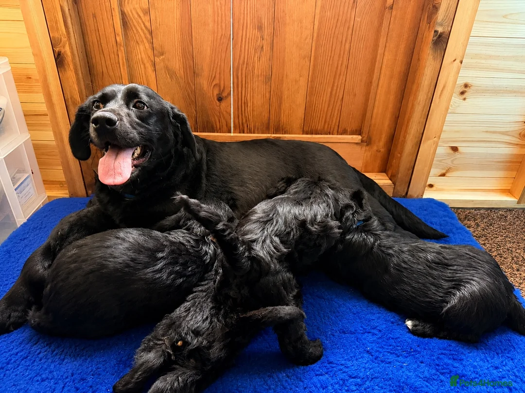 Labradoodle dogs for sale: Ready to leave. Beautiful puppies 😍😍 - Advert 1