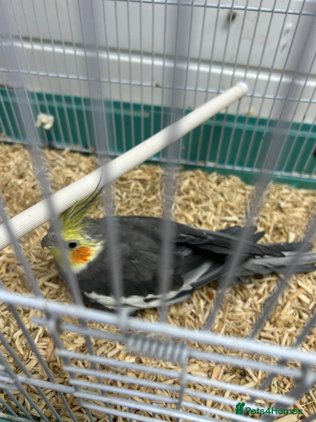 Cockatiels birds for sale: Mixed cockatiel 2 male 1 dna proven breeding pair  - Advert 13