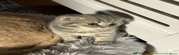 Scottish Fold cats for sale: Scottish Fold Female Kitten Blue/Silver Rare - Advert 2