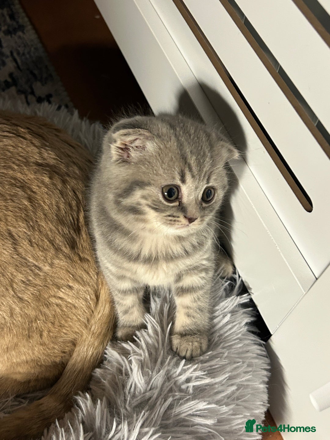 Scottish Fold cats for sale: Scottish Fold Female Kitten Blue/Silver Rare - Advert 2
