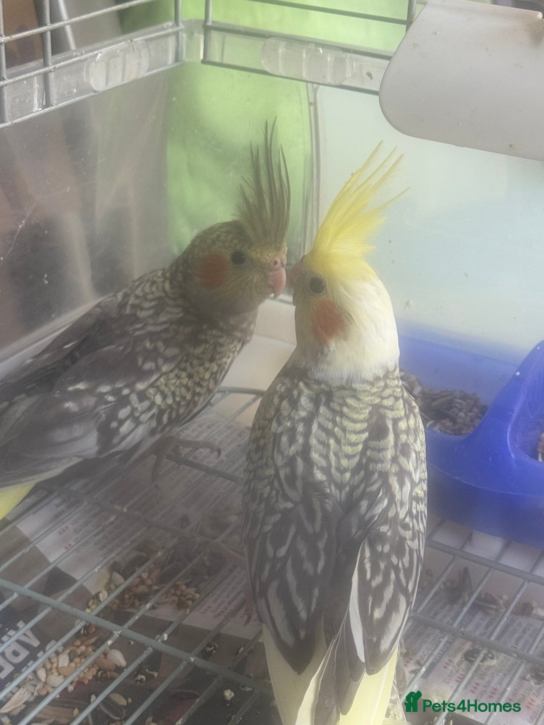 Cockatiels birds for sale: Baby cockatiel for sale mixed prices  - Image 17