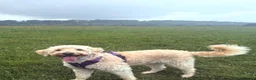 Double Doodle dogs for sale: Double Doodle puppies due August 2026 - Advert 14