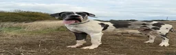 Great Dane dogs for stud: Blue harlequin Great Dane stud - Advert 9