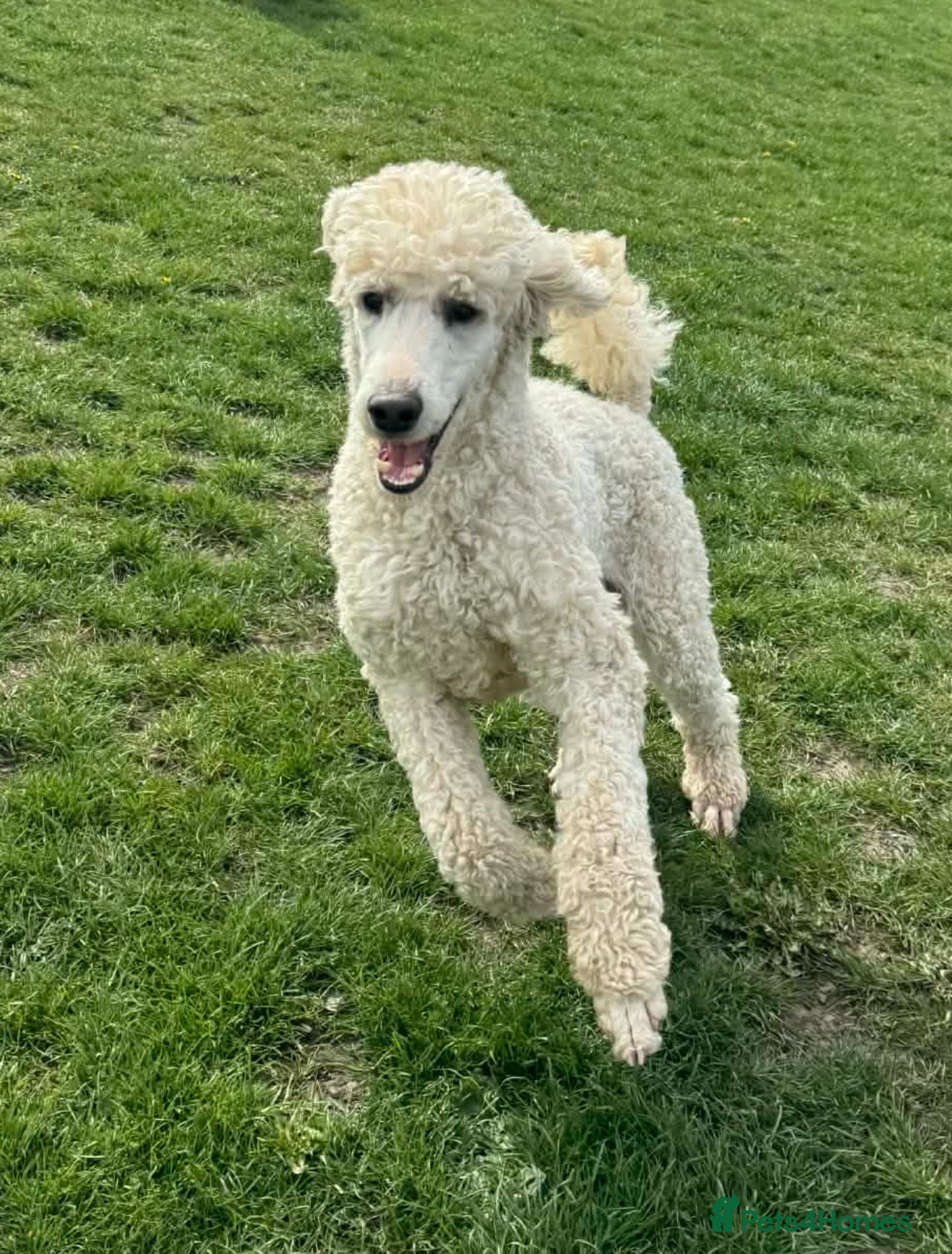 Standard Poodle dogs for sale: White neutered standard poodle  - Advert 2