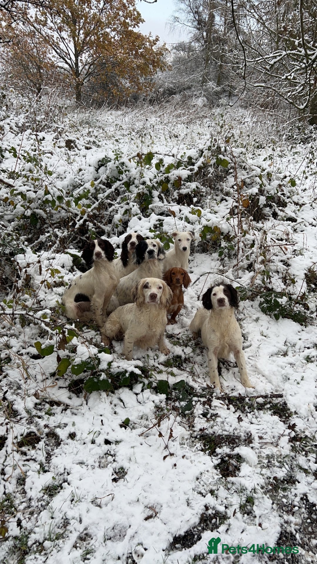 English Springer Spaniel dogs for stud: HEALTHTESTED WORKING ENGLISH SPRINGER SPANIEL in Bishop Auckland - Advert 12