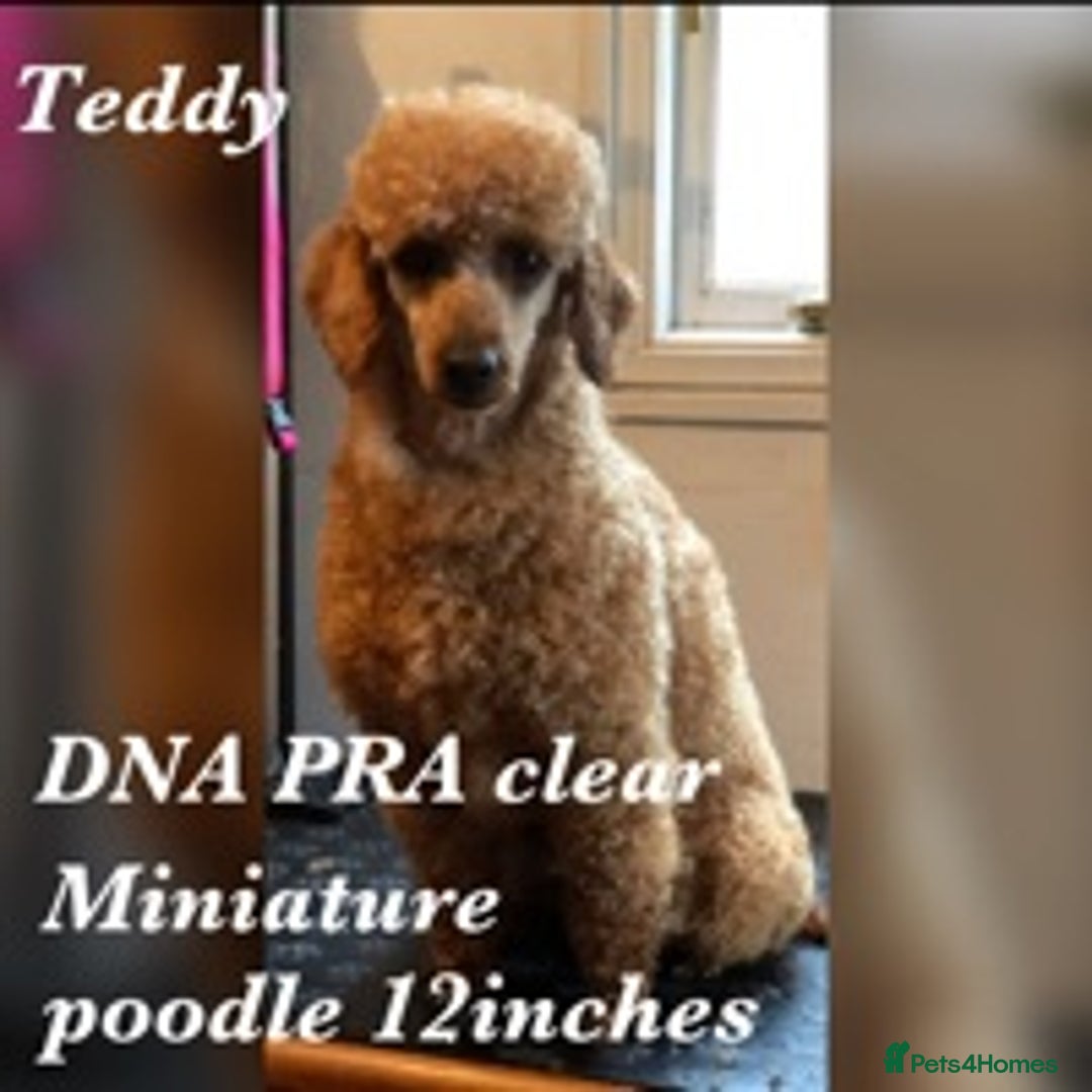 Miniature Poodle dogs for stud: fully DNA tested clear kc miniature poodle stud in Robertsbridge - Advert 4