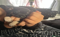 Chihuahua dogs for sale: Little black male chihuahua puppy :)  - Image 3