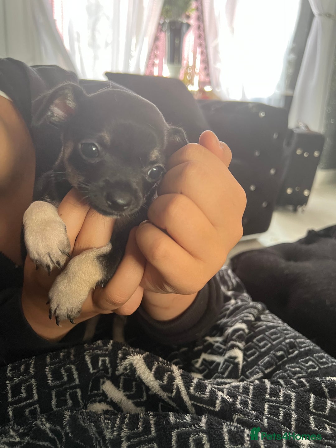 Chihuahua dogs for sale: Little black male chihuahua puppy :)  - Image 3