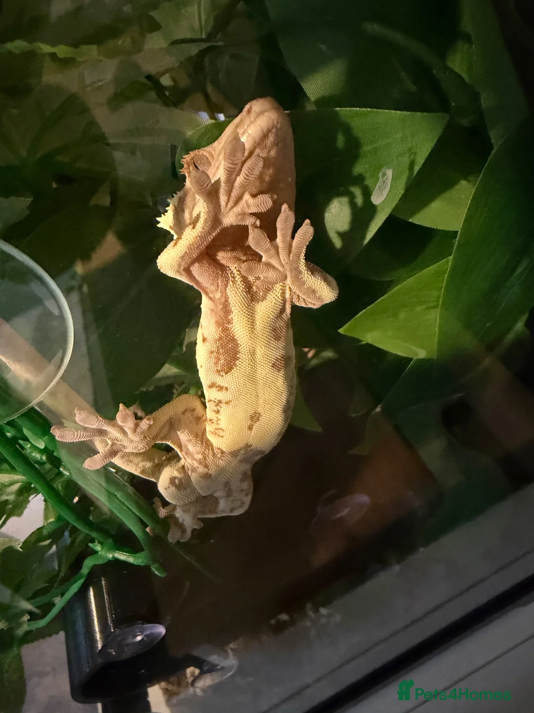 Gecko reptiles for sale: Male Lily White Crested Gecko - Advert 1