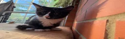 Korat cats for sale: Kittens for Sale – Price Negotiable 🐾 - Advert 14