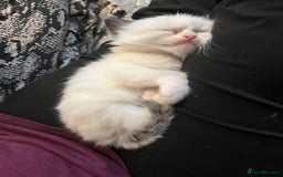 Ragdoll cats for sale: Ragdoll kittens  - Image 4