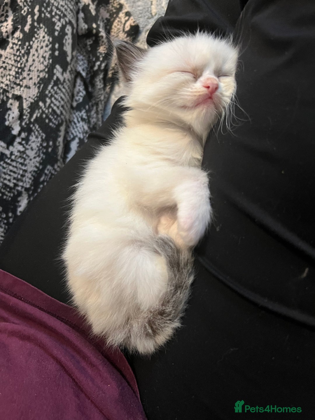 Ragdoll cats for sale: Ragdoll kittens  - Image 4