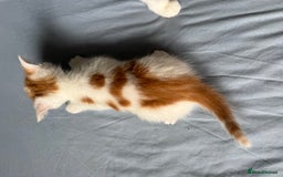 Domestic Shorthair cats for sale: 3 beautiful kittens - Image 9