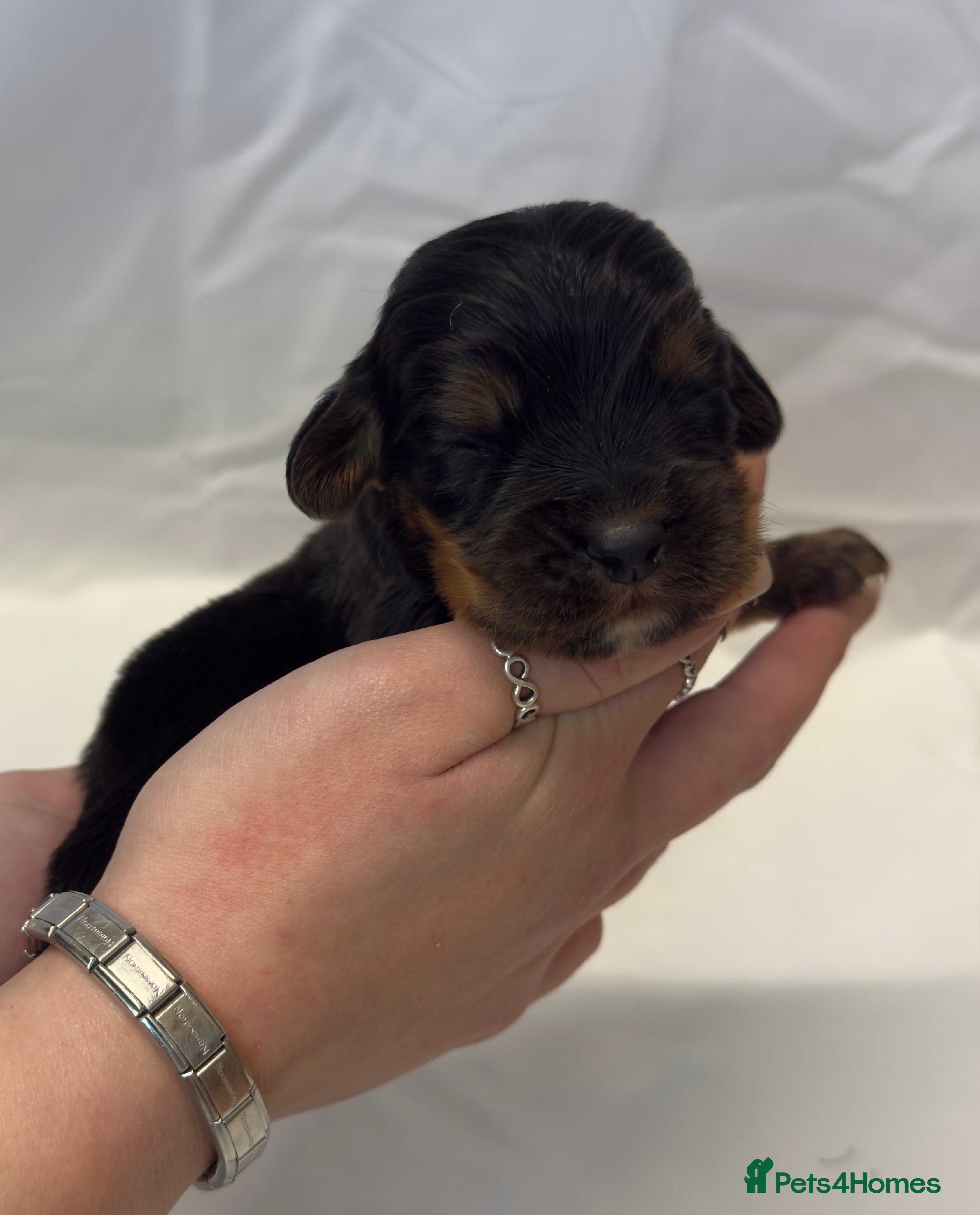 Cocker Spaniel dogs Bred From Extensively Health Tested Parents  - Advert 1