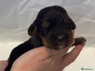 Cocker Spaniel dogs Bred From Extensively Health Tested Parents - Advert 7