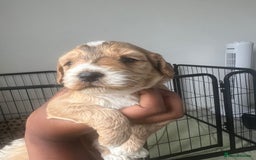 Cockapoo dogs for sale: 2 Beautiful Boy Cockapoo Puppies Left!! - Image 25
