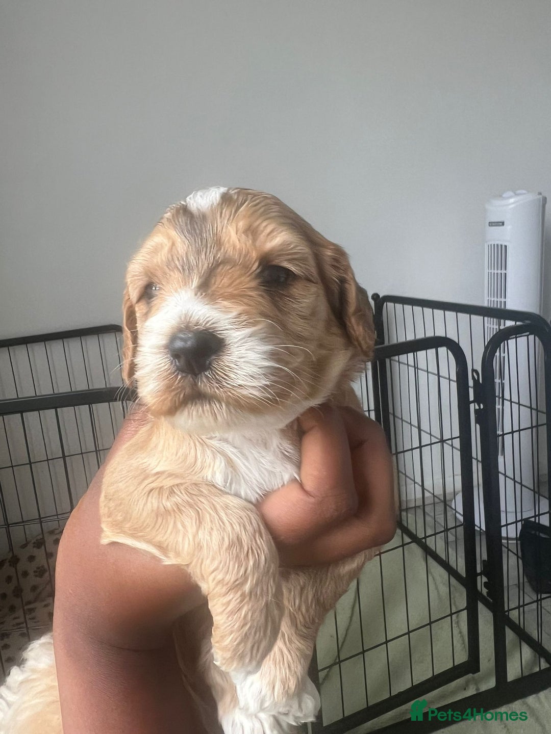 Cockapoo dogs for sale: 2 Beautiful Boy Cockapoo Puppies Left!! - Image 25
