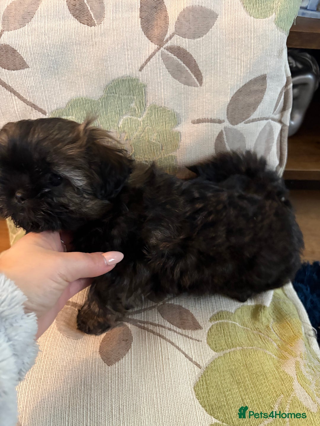 Mixed Breed dogs for sale: Shih Tzu cross - teddy bear puppies - Advert 7