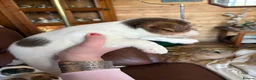 Jack Russell dogs for sale: Jack Russell puppies - Advert 4