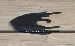 Bombay cats for sale: Black Female Cat - Image 2