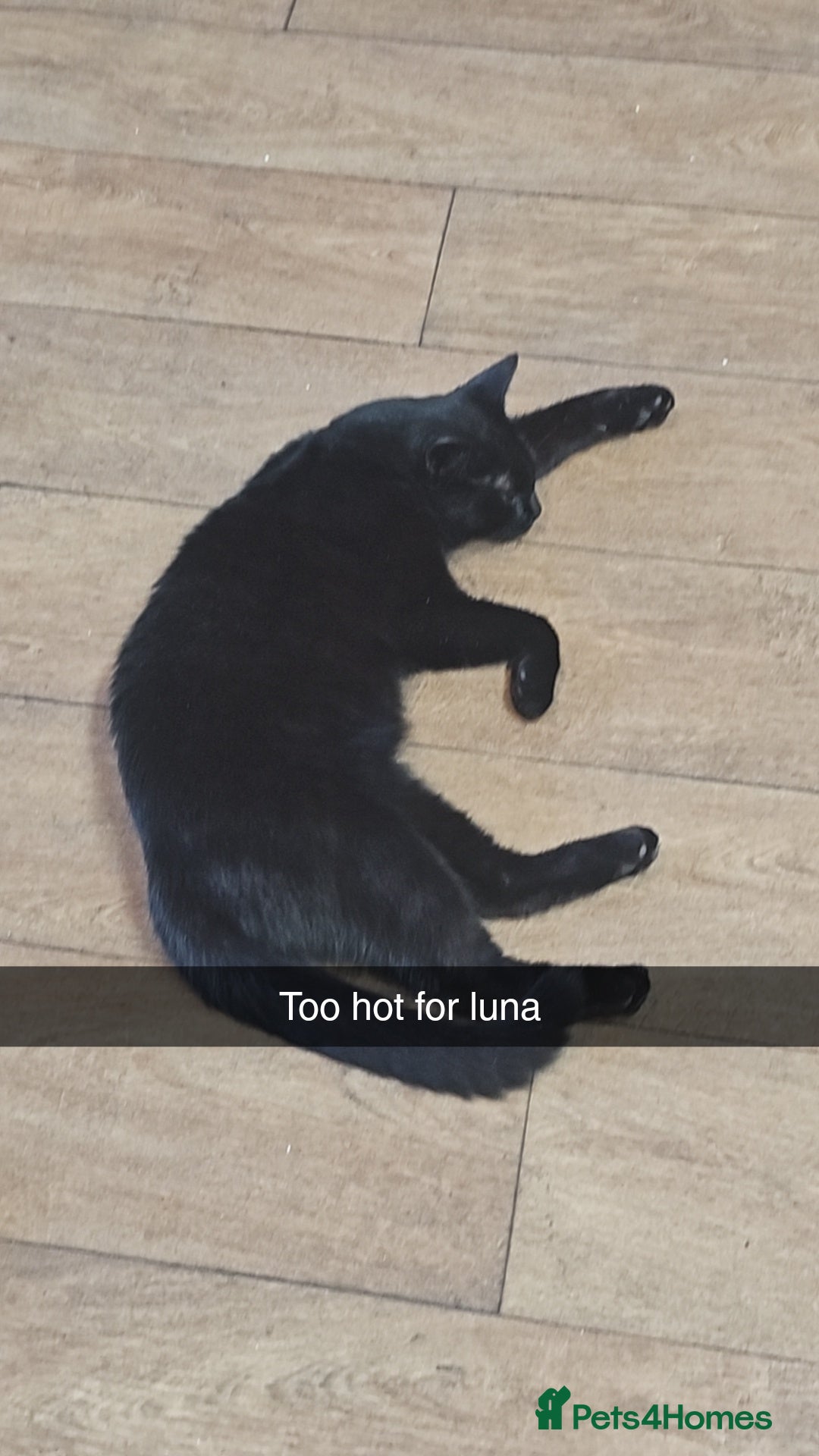 Bombay cats for sale: Black Female Cat - Image 2