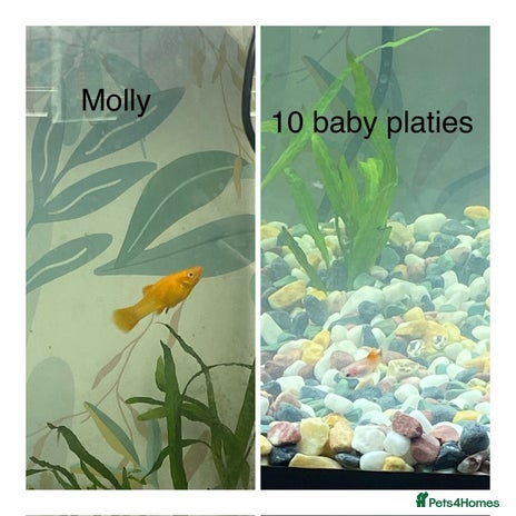 Platies fish - Advert 1