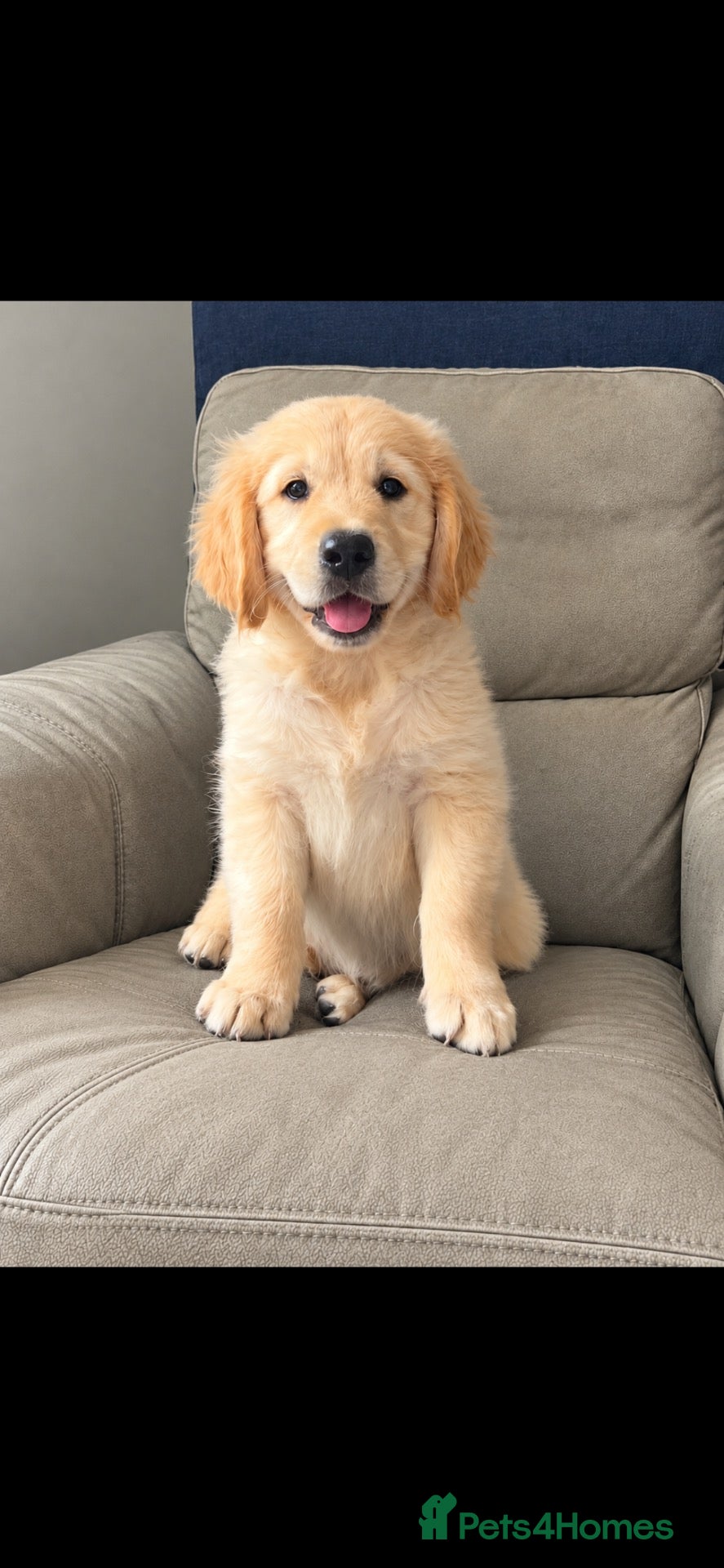 Goldador dogs Golden retriever 3/4 x 1/4 Labrador puppies - Advert 1