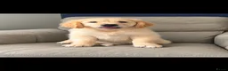 Goldador dogs for sale: Golden retriever 3/4 x 1/4 Labrador puppies - Advert 1
