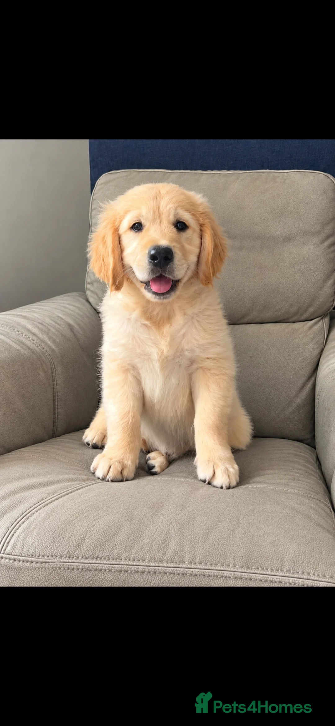 Goldador dogs for sale: Golden retriever 3/4 x 1/4 Labrador puppies - Advert 1